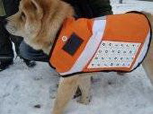 messenger dog обеспечит связь со спасателями